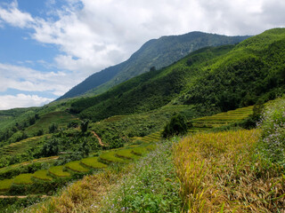 Fototapeta premium Rice field in the mountains