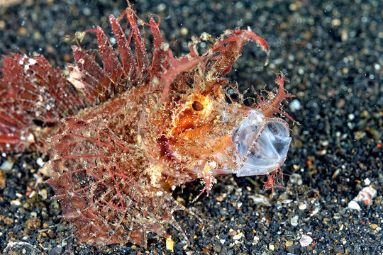 A picture of an ambon scorpionfish