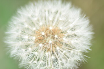 Fototapeta premium Close up of a Dandelion in Epping forest.