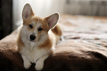 Pembroke Welsh Corgi dog lying on a bedspread