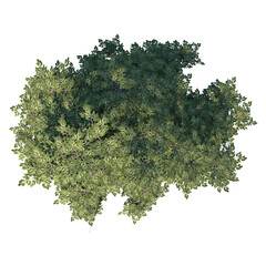 Top view of Tree (Aliso Alder Tree 1) Plant white background 3D Rendering Ilustracion 3D