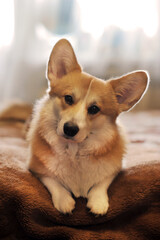 Pembroke Welsh Corgi dog lying on a bedspread