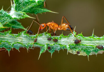 That eats macro aphids of an ants on Silybum marianum (Milk Thistle) , Medical plants; pesticide-free biological pest control on natural enemies; organic farming concept