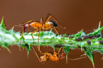 That eats macro aphids of an ants on Silybum marianum (Milk Thistle) , Medical plants; pesticide-free biological pest control on natural enemies; organic farming concept