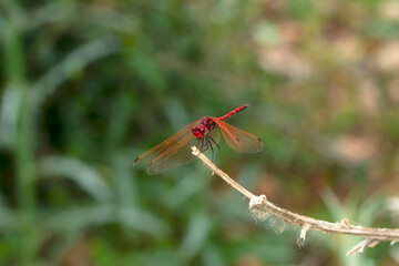 Macro shots, Beautiful nature scene dragonfly.   