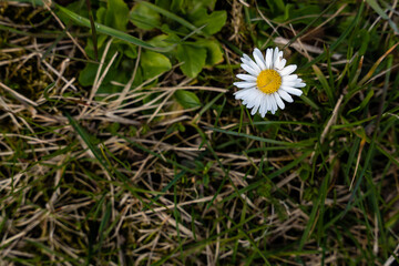 the first spring flowers have bloomed in a lawn that is green and gray