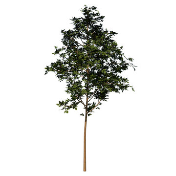 Front view tree (Young common maple 3) white background 3D Rendering Ilustracion 3D