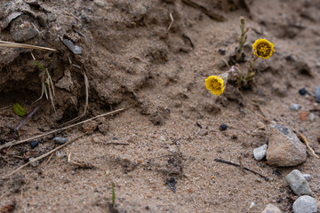 tongues have grown and bloomed in sandy soil