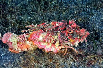 A picture of a devil scorpionfish