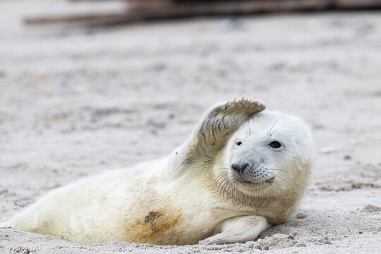 Eine ganz junge Kugelrobbe liegt im Sand und winkt mit seiner Flosse.