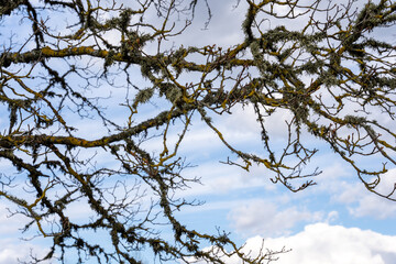 large tree branches in early spring without leaves on a dramatic sky background