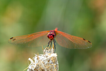 Macro shots, Beautiful nature scene dragonfly.   