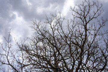 large tree branches in early spring without leaves on a dramatic sky background