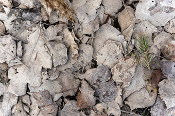 Close-up of old fallen brown wooden leaves forming an interesting pattern