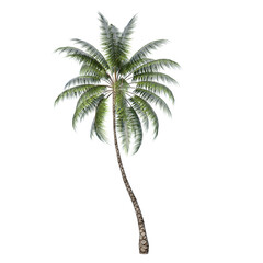 Front view of Plant ( Coconut Palm 1) Tree white background 3D Rendering Ilustracion 3D
