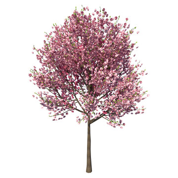 Front view of Tree (Cherry tree ) Plant white background 3D Rendering Ilustracion 3D