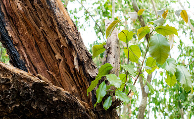 Renacer del Chechén