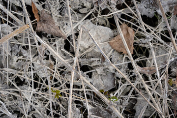Close-up of old fallen brown wooden leaves forming an interesting pattern