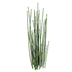 Front view of Plant ( rough horsetail ) Tree white background 3D Rendering Ilustracion 3D