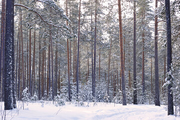 winter landscape - winter forest after a snowfall
