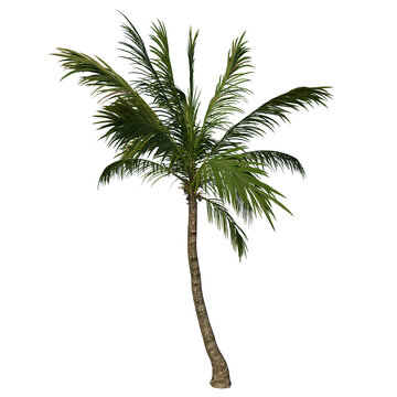 Front view plant (Adolescent Coconut Tree Palm 3) white background 3D Rendering Ilustracion 3D