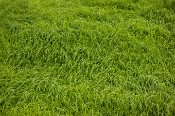 Abstract background,
Green meadow texture with a wind blowing.
for graphic design, space for text.