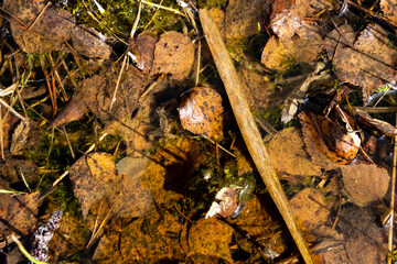 a close-up of a set of fallen leaves and reeds that form an interesting pattern and structure
