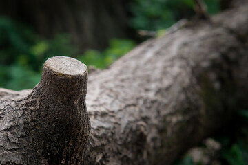 Tree trunk