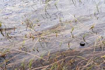 a close-up of the lake water showing the bottom of the discarded bottle