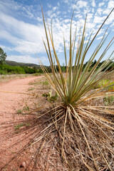 cactus in desert