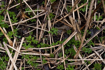 many green grass sprouts have sprouted among the dry grass stalks