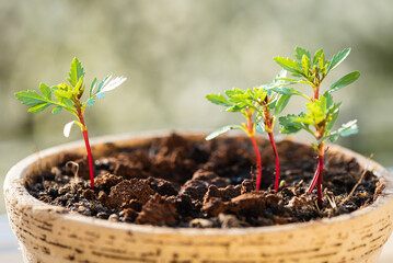Close up of a young plant in a pot in the morning warm sunlight. Selective focus. The concept of young plants