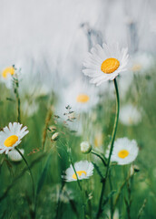 polne kwiaty  © Elninho