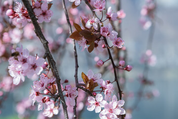 Cherry tree blossoms in the springtime. Branches of sunny cherry tree with white flowers on blue sky background.