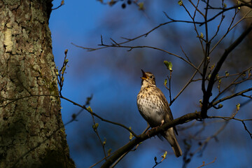 Eine Singdrossel sitz auf ein Ast und Zwitschert ein Lied