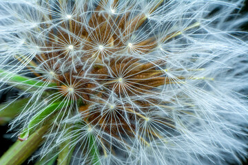 Dandelion seeds close up blowing in green background