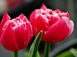 Tulpenblüten im Balkontopf
