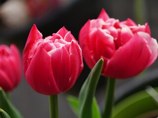 Tulpenblüten in Rosa