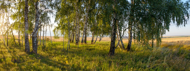Sunset in the birch forest