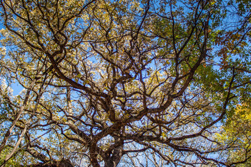 Fototapeta premium branches against sky