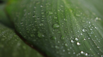 water drops on green leaf