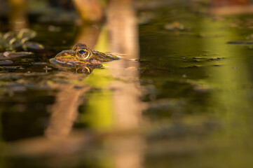 One pool frog is swimming in water. Pelophylax lessonae in the vegetation area. European frog.