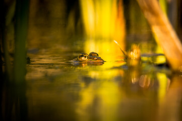One pool frog is swimming in water. Pelophylax lessonae in the vegetation area. European frog.