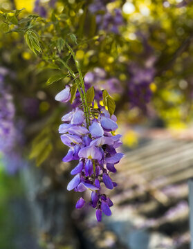 Flor lila de jard&iacute;n en primavera