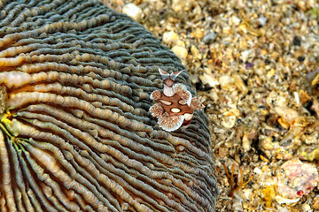 A picture of a many spotted sweetlips