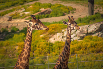 Obraz premium giraffe eating grass
