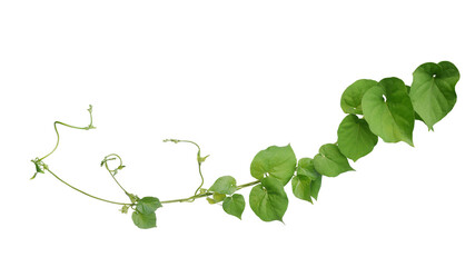 Twisted jungle vines liana plant Cowslip creeper vine (Telosma cordata) with heart shaped green leaves and flowers isolated on white background, clipping path included..