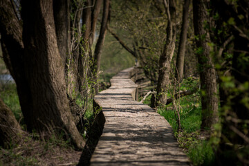 path in the forest