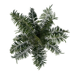Top view of plant (Roystonea Oleracea Palm Tree 3) tree white background 3D Rendering Ilustracion 3D