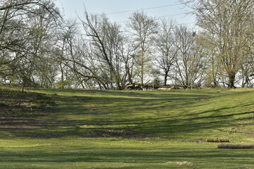 Pelouse principale traversant le bois du parc Saint-Vincent à Evere
